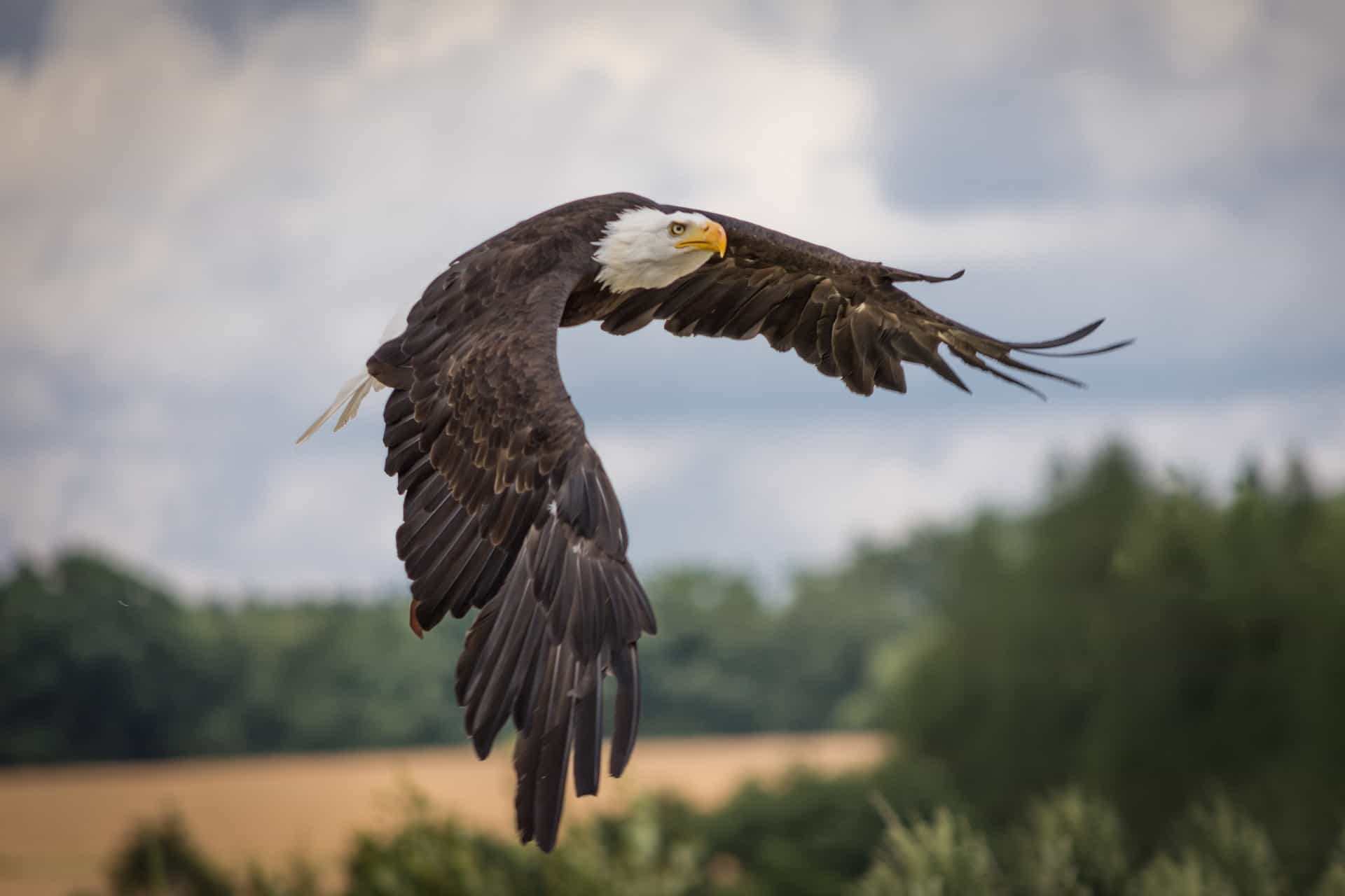 adler-2776081_1920 adler-2776081_1920
