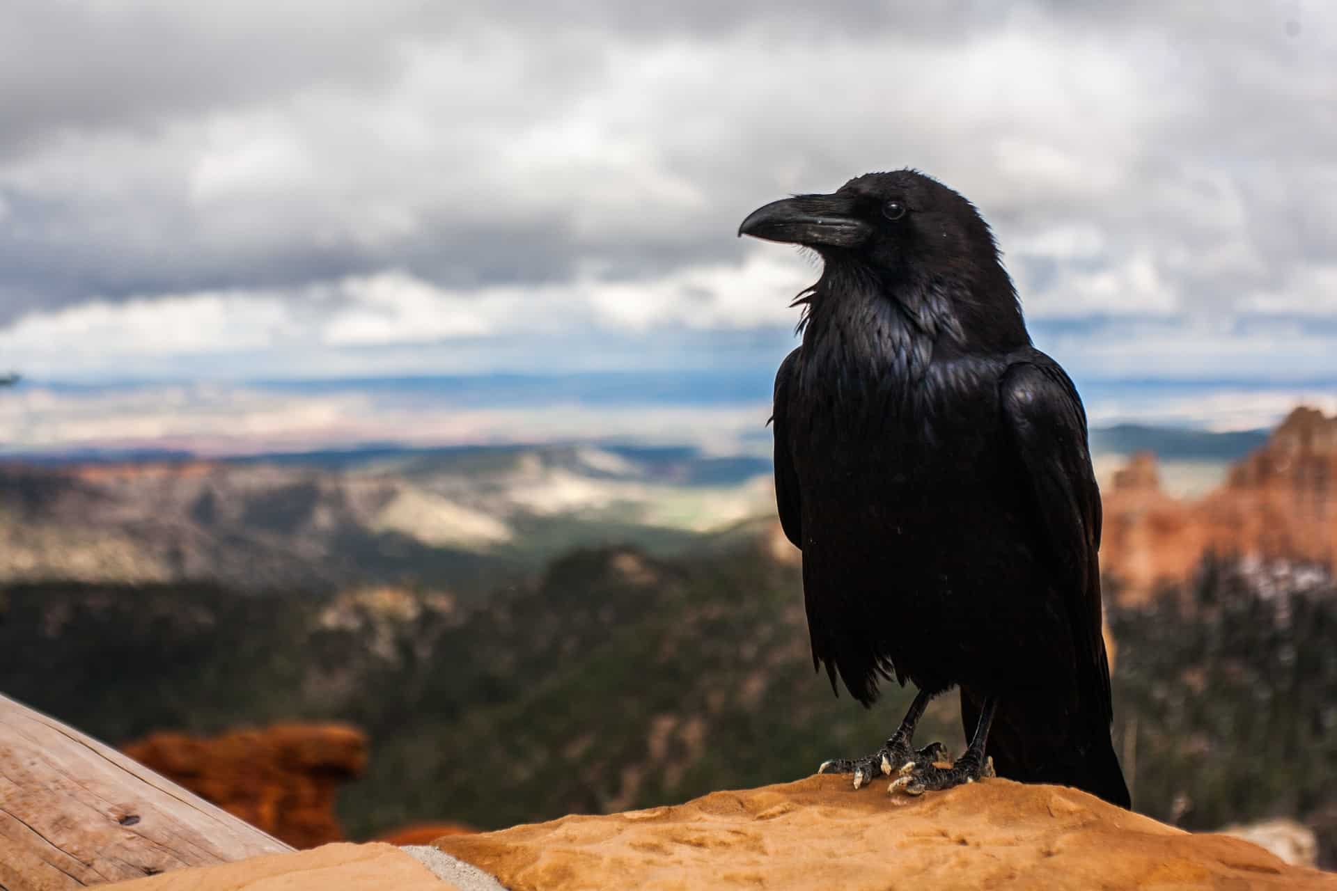 crow-828944_1920 crow-828944_1920