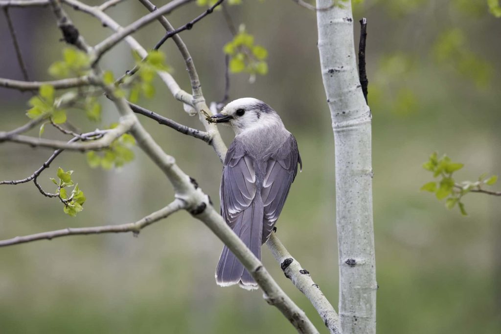 gray-jay-1627546_1920 gray-jay-1627546_1920