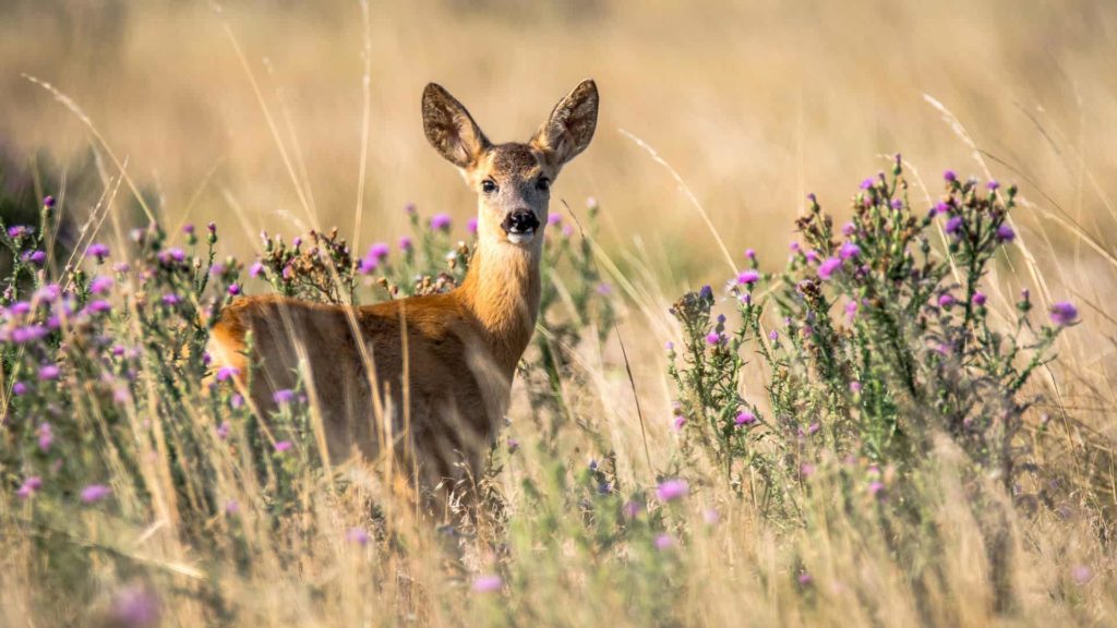 roe-deer-2615377_1920 roe-deer-2615377_1920