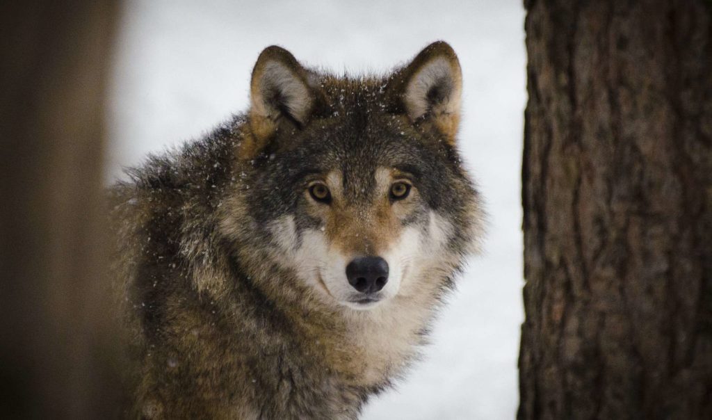 wolf-2106894_1920 wolf-2106894_1920